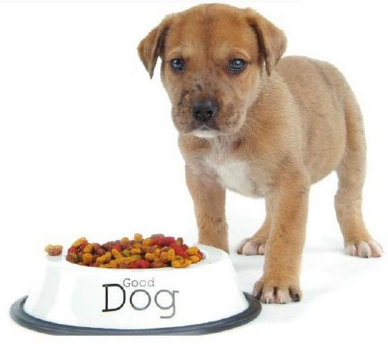 狗狗不吃狗粮怎么喂,狗狗不吃狗粮怎么喂养,狗狗不吃狗粮吃什么？