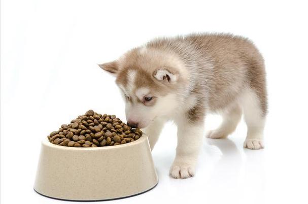 幼犬几个月不用泡狗粮,3个月小狗一次喂30粒狗粮,幼犬30天了可以吃泡的狗粮了吗？