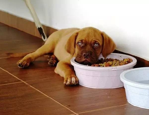 狗狗吃狗粮不嚼的危害,狗狗吃狗粮不嚼的危害有哪些,三个月大的狗狗吃狗粮不嚼？