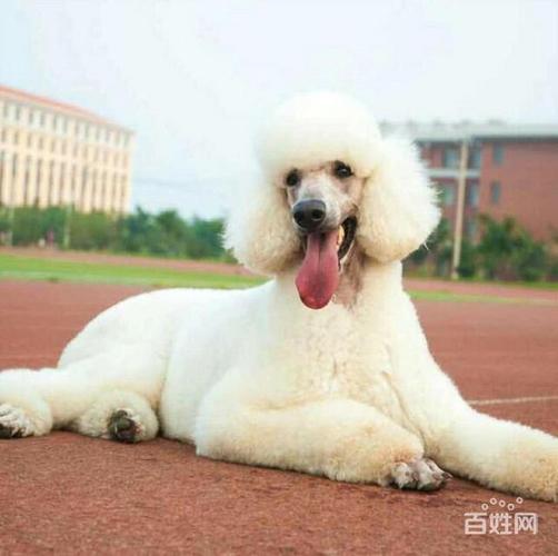 贵宾犬白色,巨型贵宾犬白色,白泰迪什么意思？