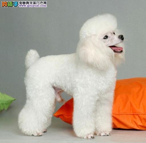贵宾犬多少钱一只,贵宾犬多少钱一只幼崽,一只白色的玩具贵宾犬多少钱？