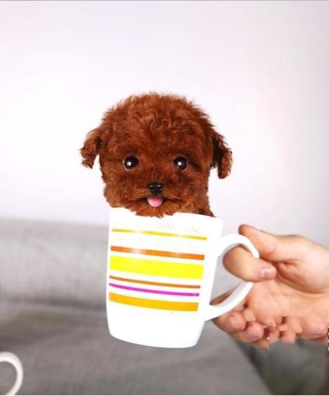 茶杯贵宾犬多少钱一只,茶杯犬图片恶心死人,茶杯犬5元一只是真的吗？