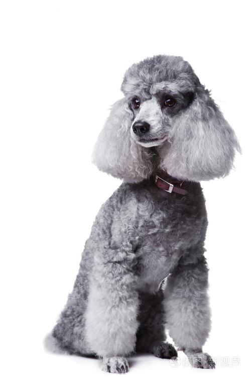 灰色贵宾犬图片,灰色贵宾犬图片欣赏,为何灰贵宾犬背上长出很多白毛,这是正常吗？