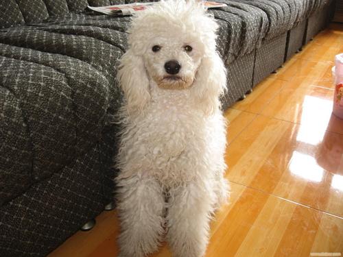 贵宾犬白色多少钱一只,贵宾犬白色多少钱一只图片,白泰迪为什么便宜？