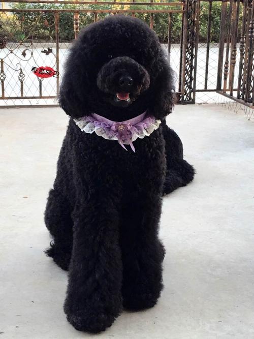 黑色巨型贵宾犬,黑色巨型贵宾犬图片,巨型贵宾犬选什么颜色的好？