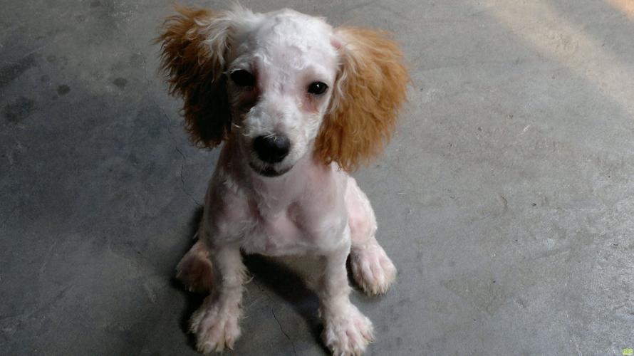 贵宾犬剃毛后图片,贵宾犬剃毛后图片大全,第一次剃毛的贵宾犬的毛多久长好？