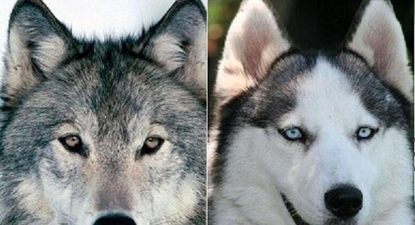 哈士奇为什么长得像狼,哈士奇为什么长得像狼一样,为何哈士奇和狼长得那么像呢？