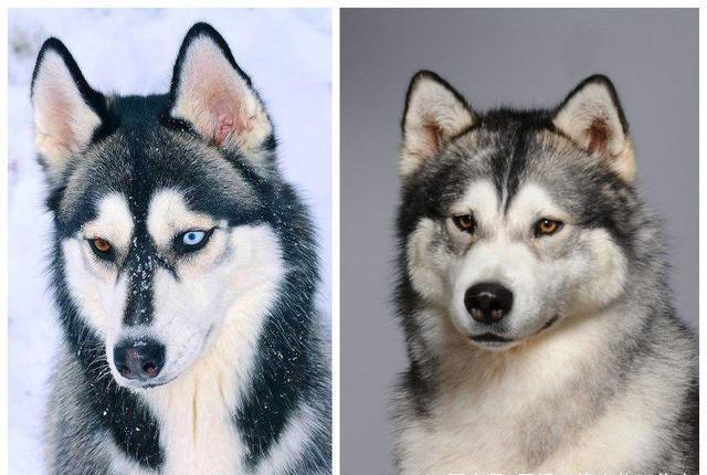 阿拉斯加和哈士奇的区别,阿拉斯加犬好养吗?优缺点有哪些,阿拉斯加和哈士奇区别，怎样快速识别阿拉斯加和哈士奇？