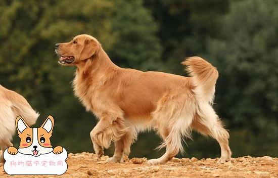如何训练金毛,如何训练金毛幼犬定点大小便,金毛狗的训练方法？