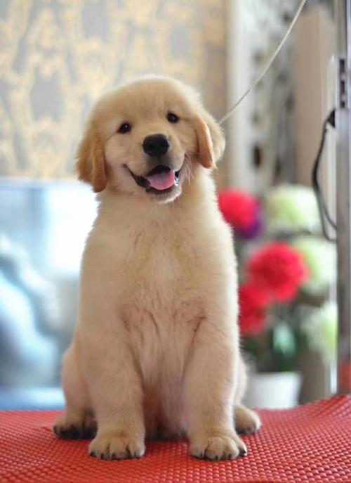 一只金毛幼犬多少钱,宠物店一只金毛幼犬多少钱,金毛狗大概多少钱一只，幼犬？