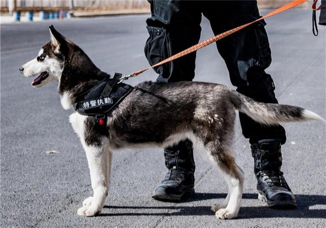 警犬哈士奇,苏联警犬哈士奇,哈士奇的平均寿命多少年，能活多久？