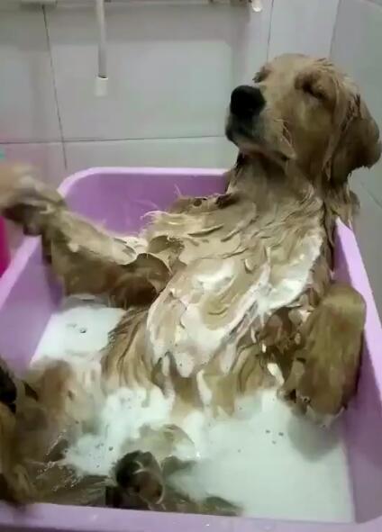 怎么给金毛洗澡,怎么给金毛洗澡比较干净,怎样给金毛洗澡最干净？