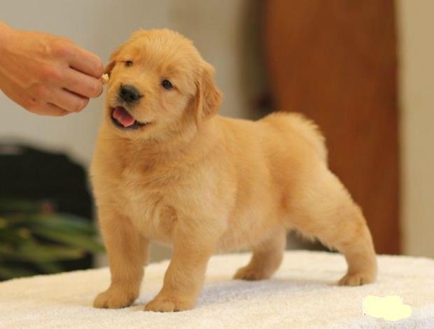如何养金毛幼犬,如何养金毛幼犬大小便,第一次养金毛幼犬怎么训练？