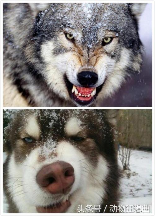 哈士奇与狼,哈士奇与狼的爆笑合照,哈士奇有百分之99的狼的血统？