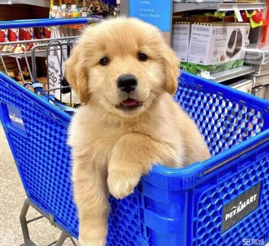 买一只金毛幼犬多少钱,买一只金毛幼犬多少钱一只,自家养的金毛怎么卖掉？