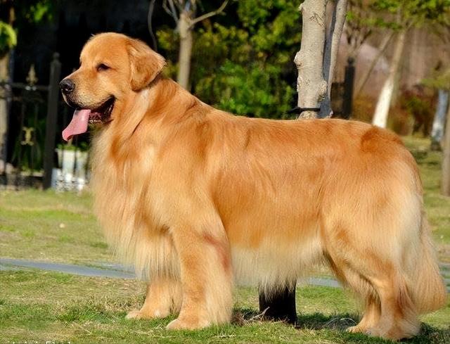 金毛最大多少斤,金毛最大多少斤图片,金毛犬最大有多重？