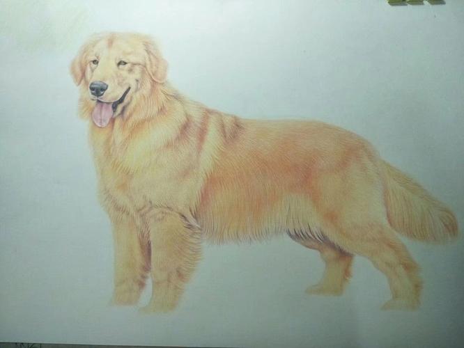 怎么画金毛,怎么画金毛犬漂亮又简单,母金毛的习性？