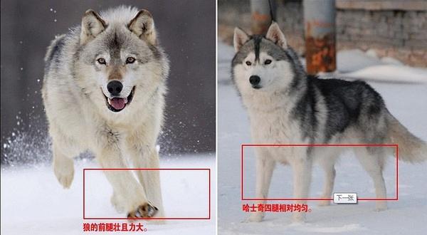 哈士奇和狼的区别,哈士奇和狼的区别图,哈士奇与狼的区别？