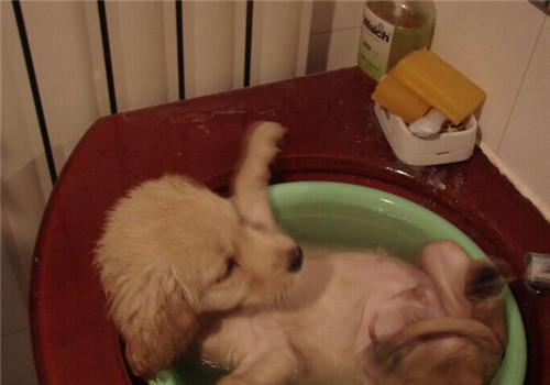 金毛幼犬什么时候可以洗澡,金毛幼犬什么时候可以洗澡了,金毛犬多大能洗澡？