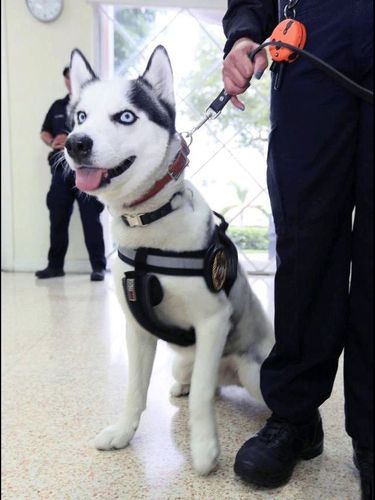 哈士奇能当警犬吗,哈士奇能当警犬吗美国为什么就有哈士奇警犬,几种狗狗不能当警犬的原因？