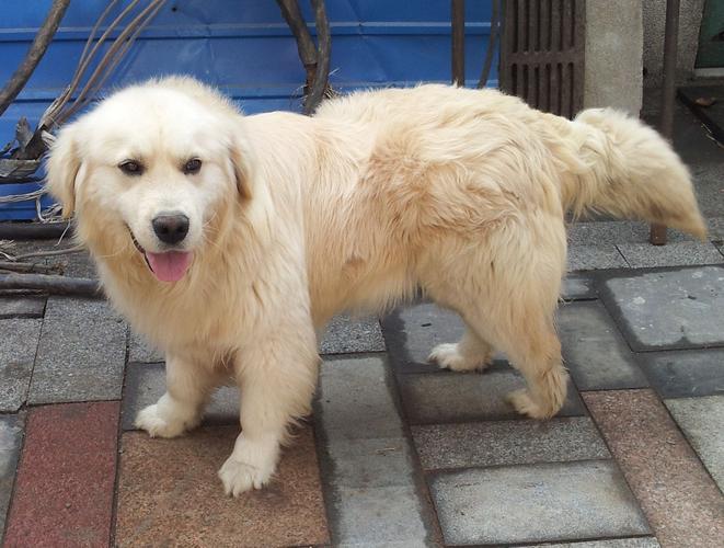 奶白色金毛是什么品种,金毛犬哪个色系最贵,金毛犬有白色毛的吗？
