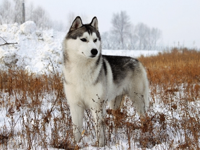 哈士奇是雪橇犬吗,哈士奇是雪橇犬吗血压的拼音,哈士奇是雪橇领头狗吗？