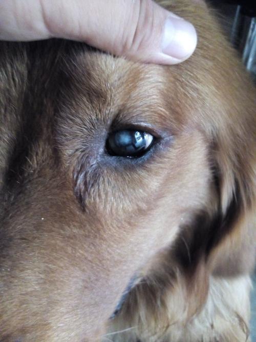 金毛白内障怎么治疗,白内障手术费用大概多少钱,为什么金毛犬眼睛里有一层白膜？