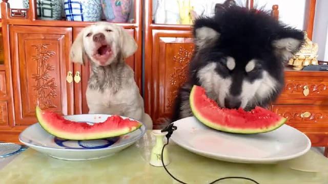 哈士奇能吃西瓜吗,狗狗十大禁忌水果,封茗囧菌真名叫什么？