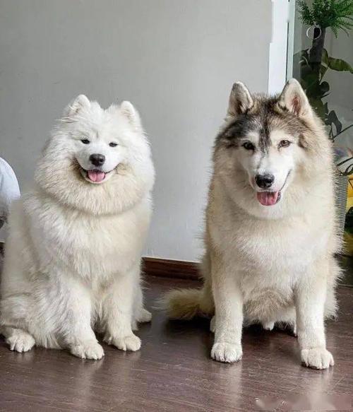 萨摩耶和哈士奇的区别,萨摩耶和哈士奇的区别在哪里,萨摩耶是西伯利亚雪橇犬吗？