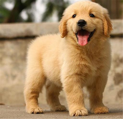 金毛大约多少钱一只,金毛大约多少钱一只幼犬,纯种金毛幼犬多少钱一只？