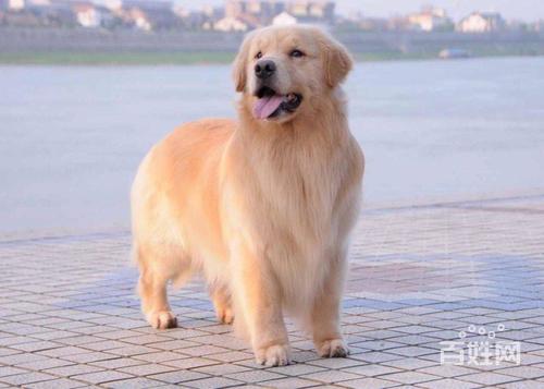 金毛赛级犬是什么意思,赛级金毛和普通金毛对比照,赛级金毛为什么笨？
