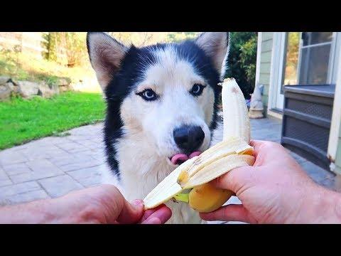 哈士奇能吃香蕉吗,哈士奇能吃香蕉吗?,三个月的哈士奇可以吃什么水果？