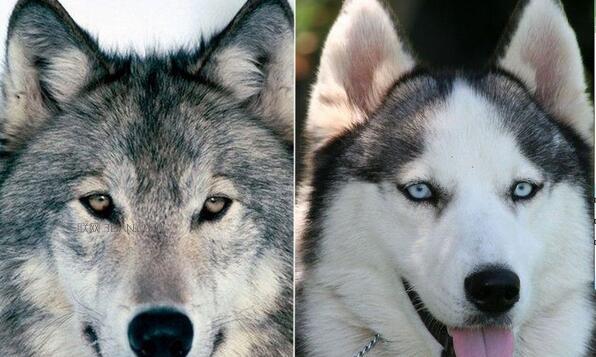 哈士奇是狼的后代吗,狼会把狗当同类吗,狼能认出哈士奇吗？