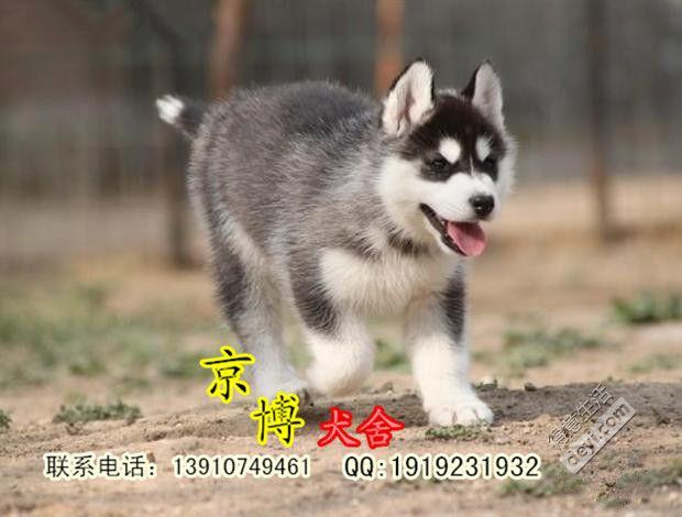 北京哈士奇犬舍,北京哈士奇犬舍地址,中国有多少正规犬舍？