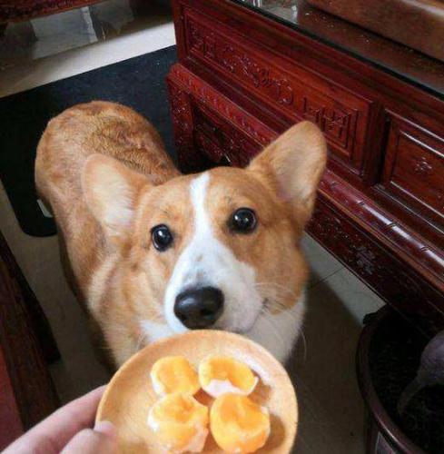 柯基犬不能吃什么,柯基犬不能吃什么水果和食物,不可以给柯基犬吃什么食物？