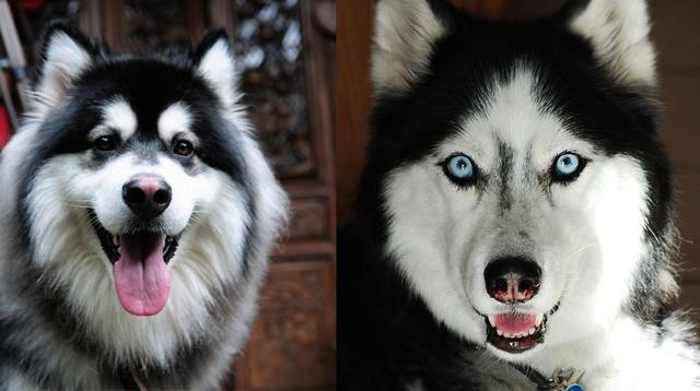 西伯利亚雪橇犬和哈士奇的区别,,西伯利亚雪橇犬和阿拉斯加雪橇犬为什么那么像？怎么分辨？