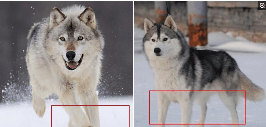 哈士奇脸型分类图解,,哈士奇熊版和狼版哪个好？