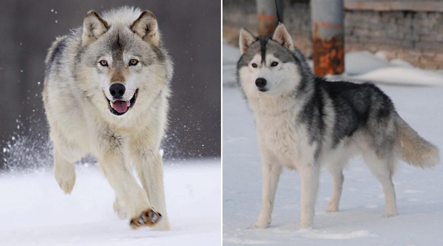 哈士奇是狗还是狼,哈士奇是狗还是狼狗,哈士奇原型？