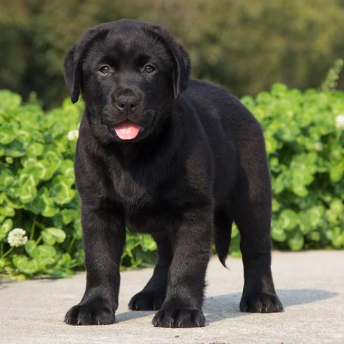 拉布拉多幼犬价格多少钱一只,拉布拉多幼犬价格多少钱一只纯黑,宠物店拉布拉多幼犬价格一般的就行？