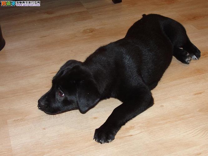 拉布拉多少钱一只,金毛多少钱一只,黑色成年拉布拉多犬多少钱一只？