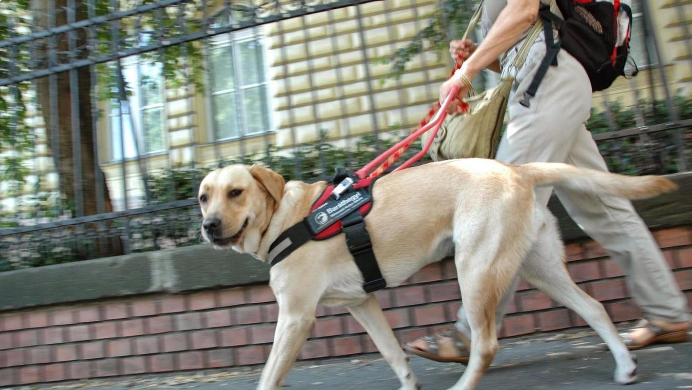 拉布拉多犬怎么训练,拉布拉多犬怎么训练大小便,拉布拉多成犬训练方法？