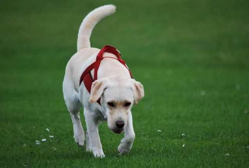 拉布拉多犬如何训练,拉布拉多犬如何训练方法,拉布拉多犬训练的十个科目？