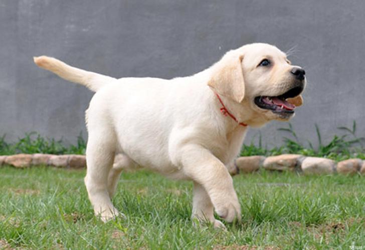 拉布拉多幼犬怎么训练,拉布拉多幼犬怎么训练定点大小便,驯服拉布拉多幼犬的技巧？