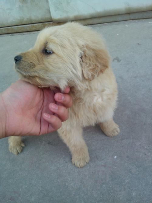 一个月金毛,1个月的金毛多少斤,金毛幼犬一个月长几斤正常？