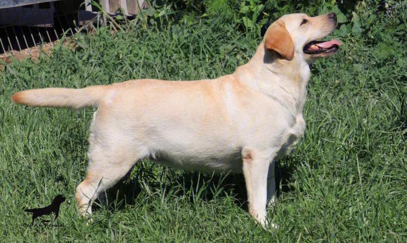 拉布拉多犬属于什么犬,拉布拉多犬属于什么犬组,纯拉布拉多犬的特征？