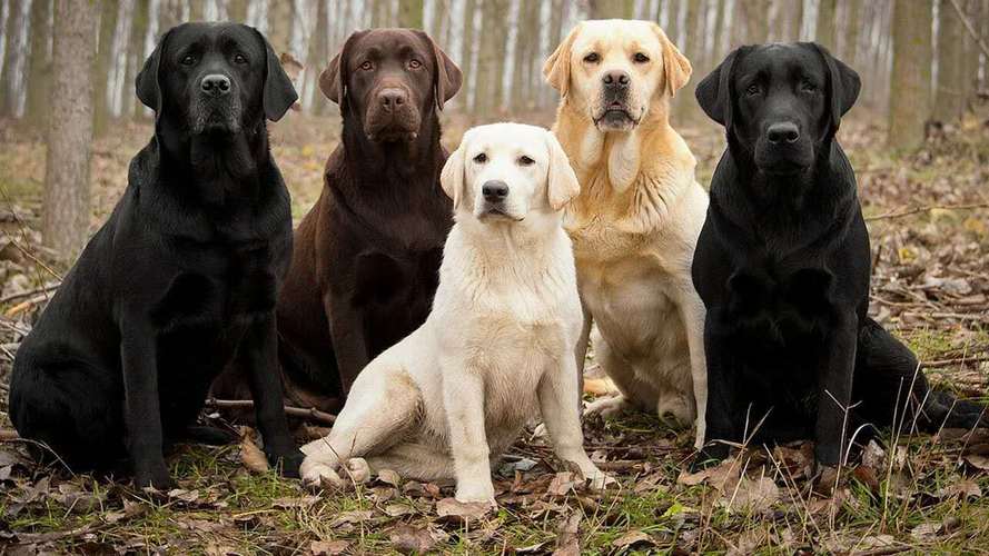 拉布拉多犬什么颜色贵,拉布拉多犬什么颜色最贵,拉布拉多什么颜色最贵？有多少个颜色？