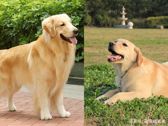 拉布拉多犬和金毛有什么区别,拉布拉多犬和金毛有什么区别图片,拉布拉多和金毛是一个品种吗？