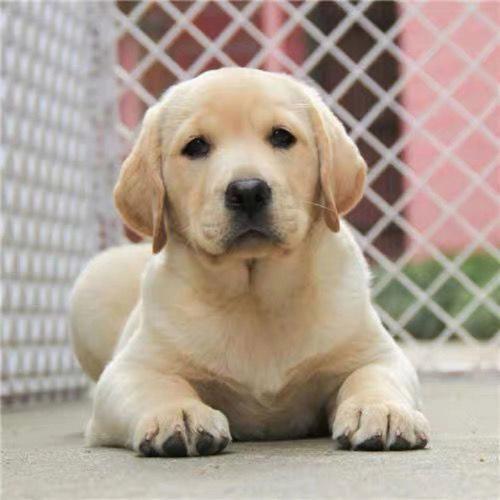 拉布拉多犬的价格多少钱一只,拉布拉多犬的价格多少钱一只啊,拉布拉多幼犬三个月大狗一袋狗粮20斤一袋多少钱啊？