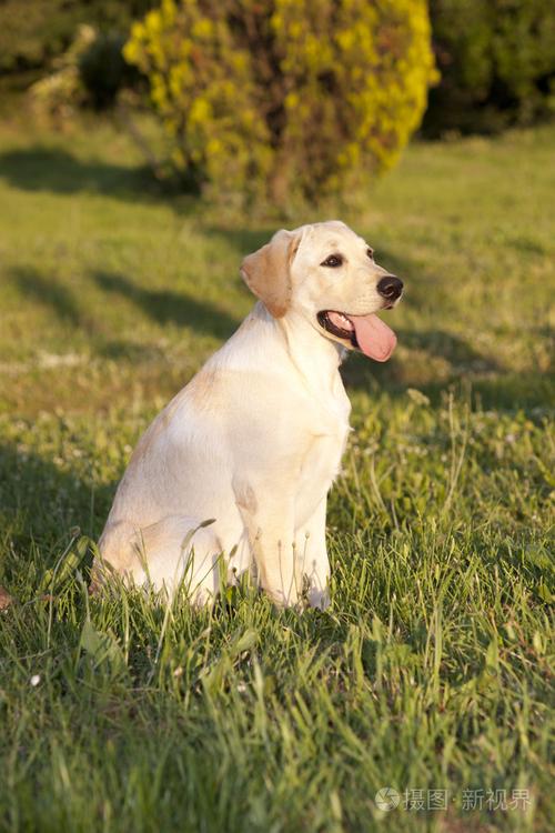 拉布拉多狗多少钱,拉布拉多狗多少钱一只幼犬,白色拉布拉多犬价格？
