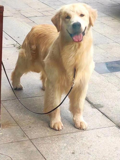 金毛赛级犬,金毛赛级犬是什么意思,普通金毛和赛级金毛有什么区别？